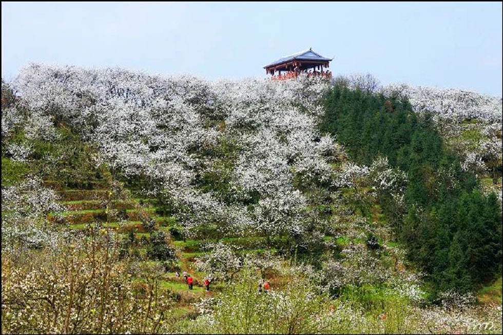【春天,广西桂林灌阳县向您发出邀请!】我们在灌阳看梨花 - 游山玩水 - 新乡生活社区 - 新乡28生活网 xx.28life.com