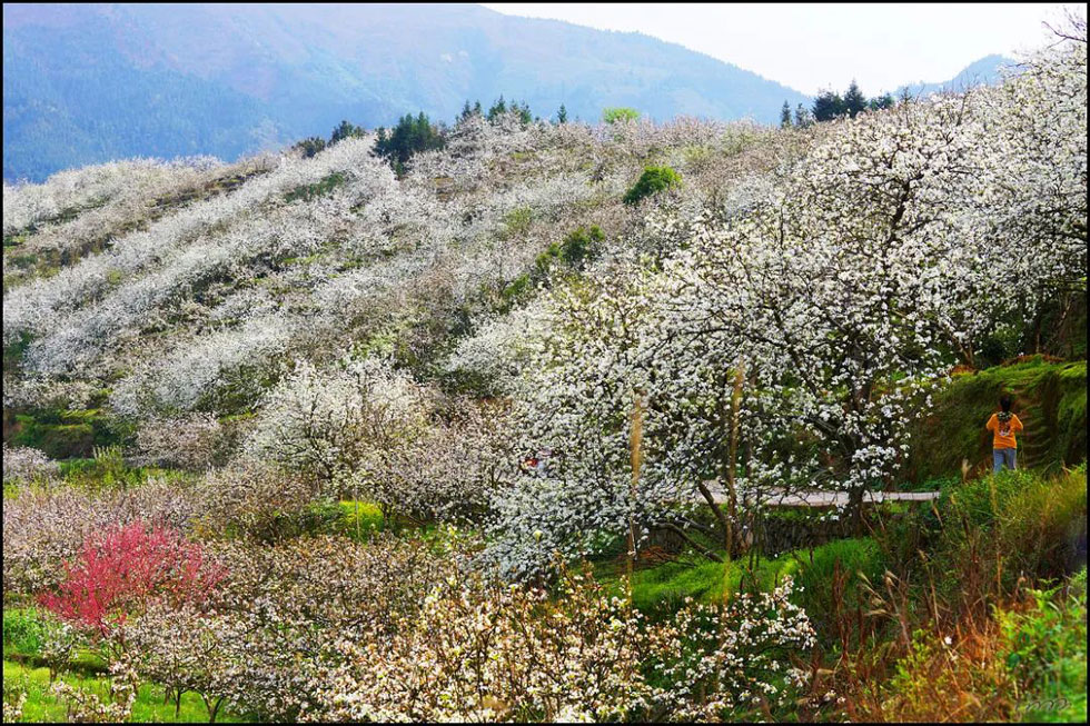 【春天,广西桂林灌阳县向您发出邀请!】我们在灌阳看梨花 - 游山玩水 - 新乡生活社区 - 新乡28生活网 xx.28life.com