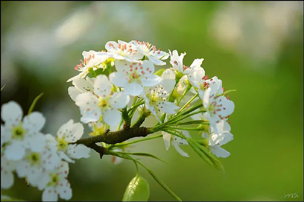 【春天,广西桂林灌阳县向您发出邀请!】我们在灌阳看梨花 - 游山玩水 - 新乡生活社区 - 新乡28生活网 xx.28life.com
