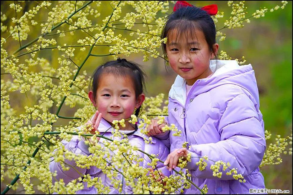 【春天,广西桂林灌阳县向您发出邀请!】米珠山前有片山苍子花在飘香 - 游山玩水 - 新乡生活社区 - 新乡28生活网 xx.28life.com