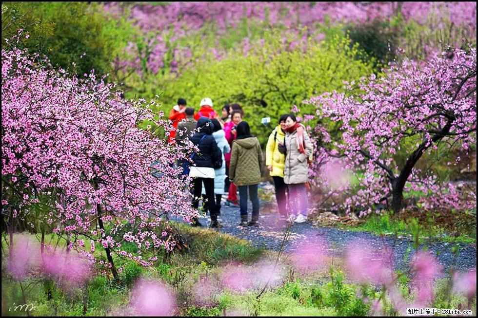 【春天,广西桂林灌阳县向您发出邀请!】官庄村有个醉美的桃花园 - 游山玩水 - 新乡生活社区 - 新乡28生活网 xx.28life.com