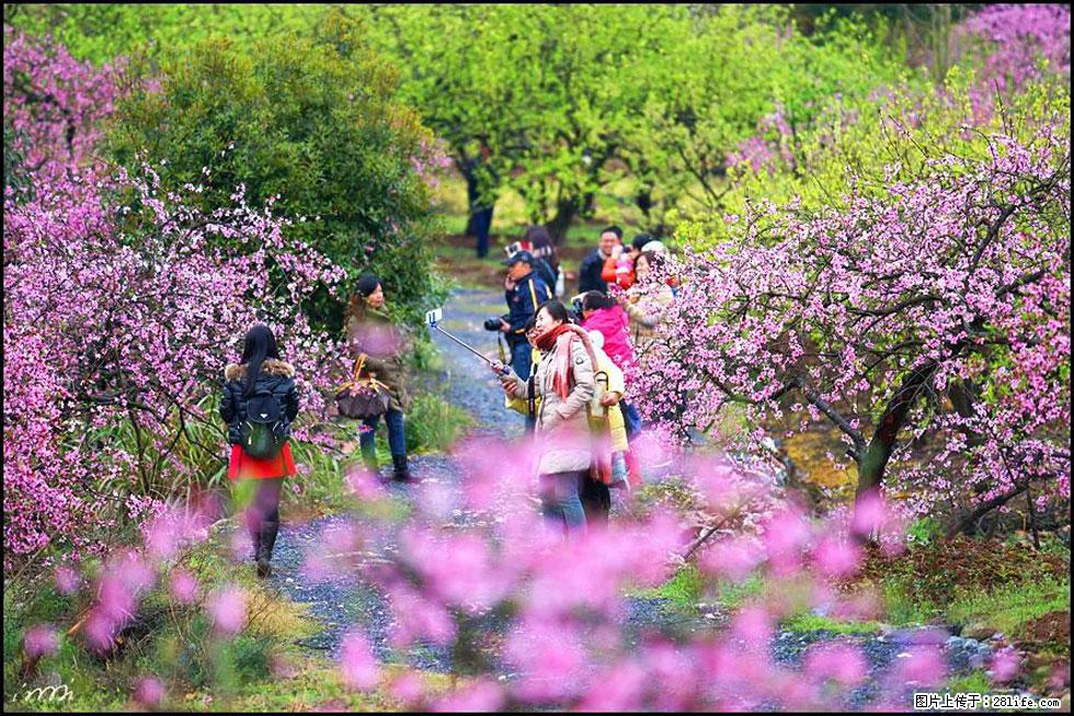 【春天,广西桂林灌阳县向您发出邀请!】官庄村有个醉美的桃花园 - 游山玩水 - 新乡生活社区 - 新乡28生活网 xx.28life.com