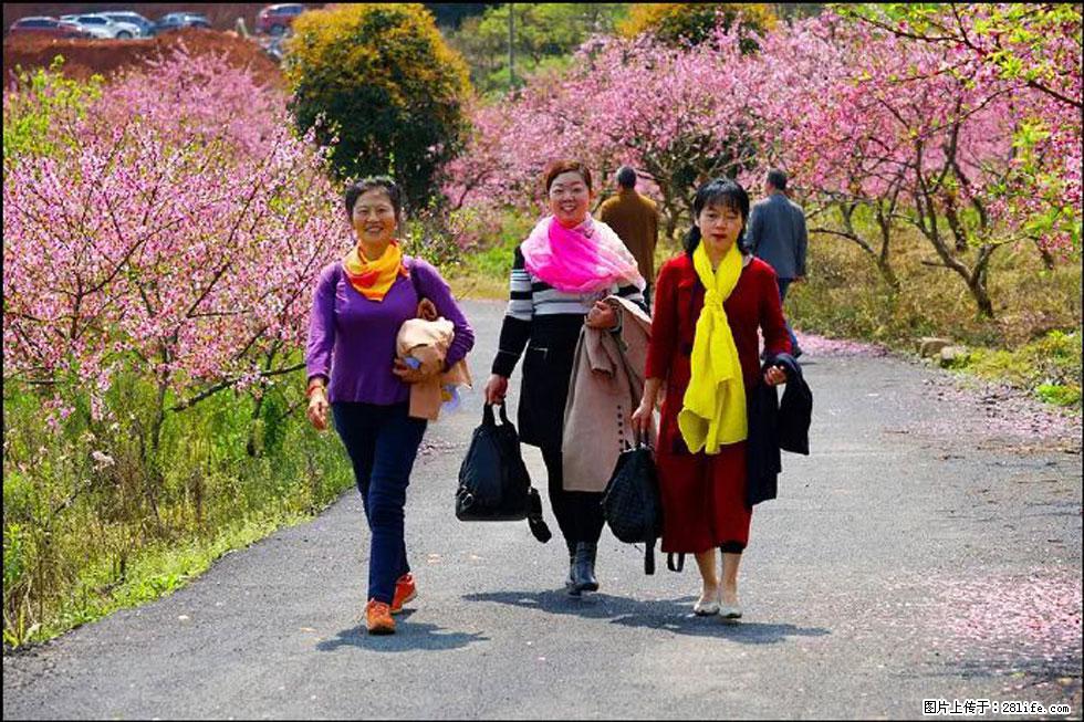 【春天,广西桂林灌阳县向您发出邀请!】官庄村有个醉美的桃花园 - 游山玩水 - 新乡生活社区 - 新乡28生活网 xx.28life.com