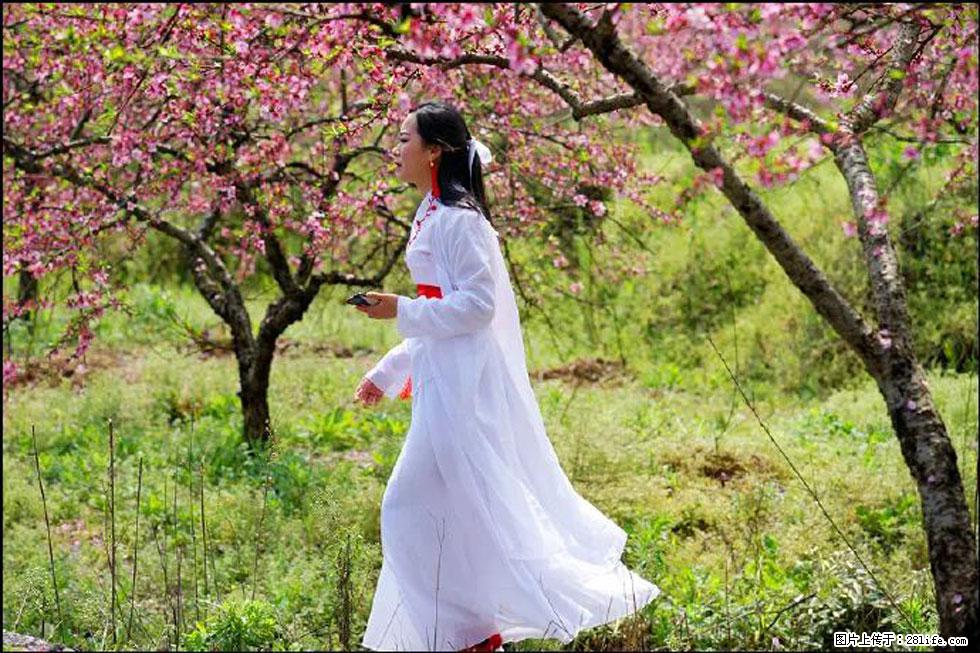【春天,广西桂林灌阳县向您发出邀请!】官庄村有个醉美的桃花园 - 游山玩水 - 新乡生活社区 - 新乡28生活网 xx.28life.com