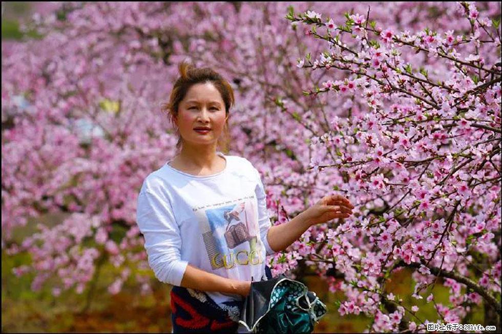 【春天,广西桂林灌阳县向您发出邀请!】官庄村有个醉美的桃花园 - 游山玩水 - 新乡生活社区 - 新乡28生活网 xx.28life.com