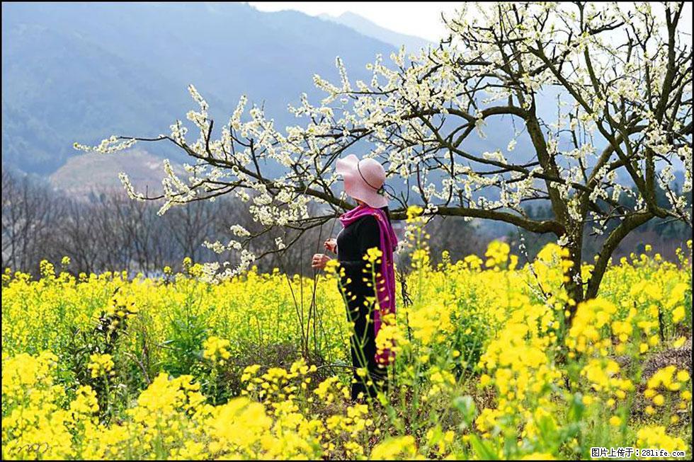 【春天,广西桂林灌阳县向您发出邀请!】长坪村油菜盛情花开 - 游山玩水 - 新乡生活社区 - 新乡28生活网 xx.28life.com
