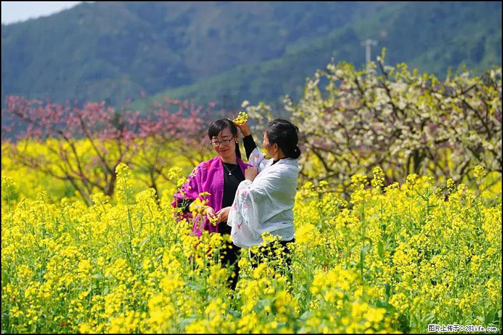 【春天,广西桂林灌阳县向您发出邀请!】长坪村油菜盛情花开 - 游山玩水 - 新乡生活社区 - 新乡28生活网 xx.28life.com