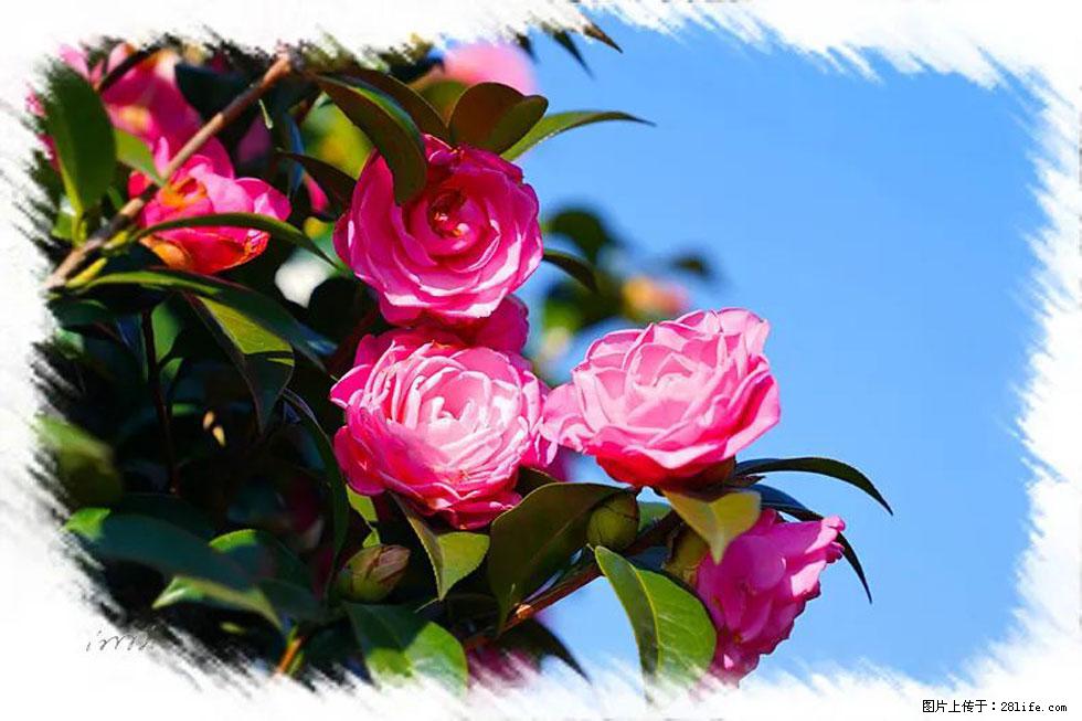 【春天,广西桂林灌阳县向您发出邀请!】杨柳井茶花惹人爱 - 游山玩水 - 新乡生活社区 - 新乡28生活网 xx.28life.com
