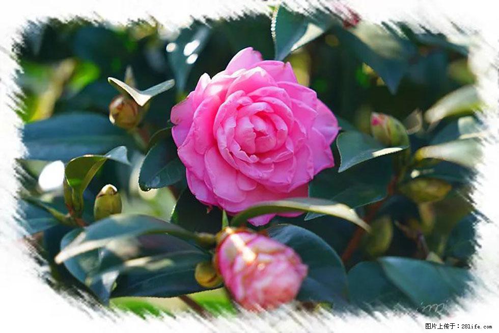 【春天,广西桂林灌阳县向您发出邀请!】杨柳井茶花惹人爱 - 游山玩水 - 新乡生活社区 - 新乡28生活网 xx.28life.com