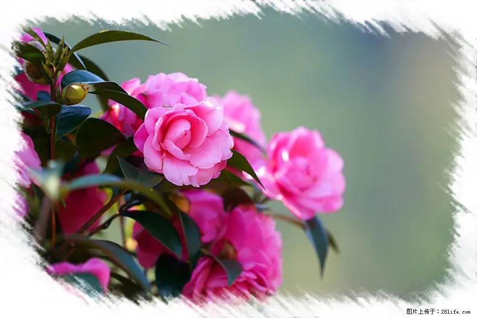 【春天,广西桂林灌阳县向您发出邀请!】杨柳井茶花惹人爱 - 游山玩水 - 新乡生活社区 - 新乡28生活网 xx.28life.com