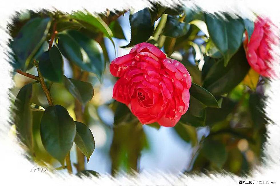 【春天,广西桂林灌阳县向您发出邀请!】杨柳井茶花惹人爱 - 游山玩水 - 新乡生活社区 - 新乡28生活网 xx.28life.com