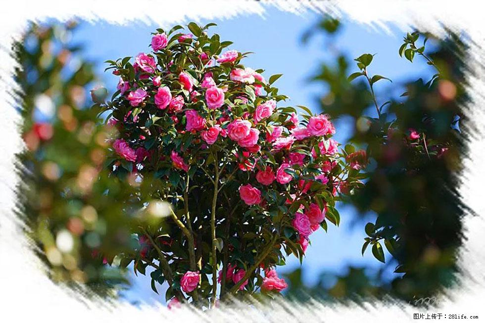 【春天,广西桂林灌阳县向您发出邀请!】杨柳井茶花惹人爱 - 游山玩水 - 新乡生活社区 - 新乡28生活网 xx.28life.com