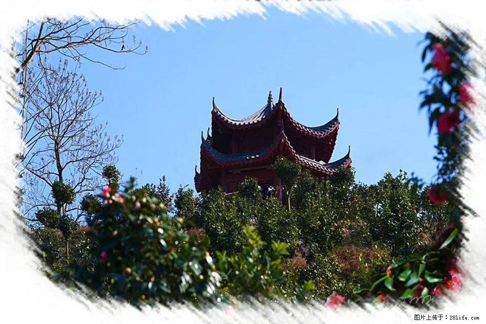 【春天,广西桂林灌阳县向您发出邀请!】杨柳井茶花惹人爱 - 游山玩水 - 新乡生活社区 - 新乡28生活网 xx.28life.com