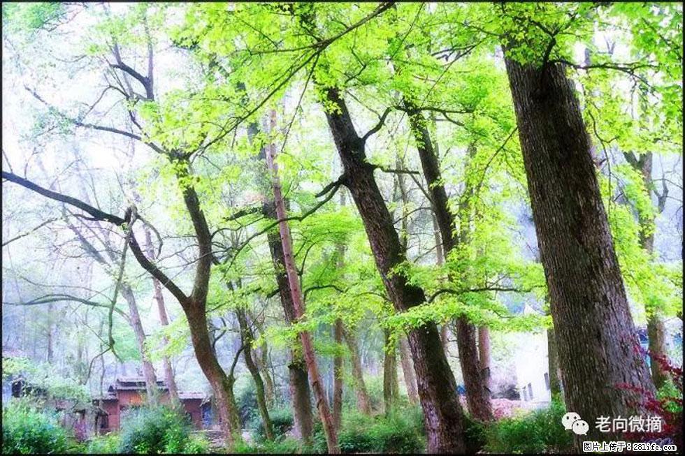 【春天,广西桂林灌阳县向您发出邀请!】在小龙村与春天约会 - 游山玩水 - 新乡生活社区 - 新乡28生活网 xx.28life.com