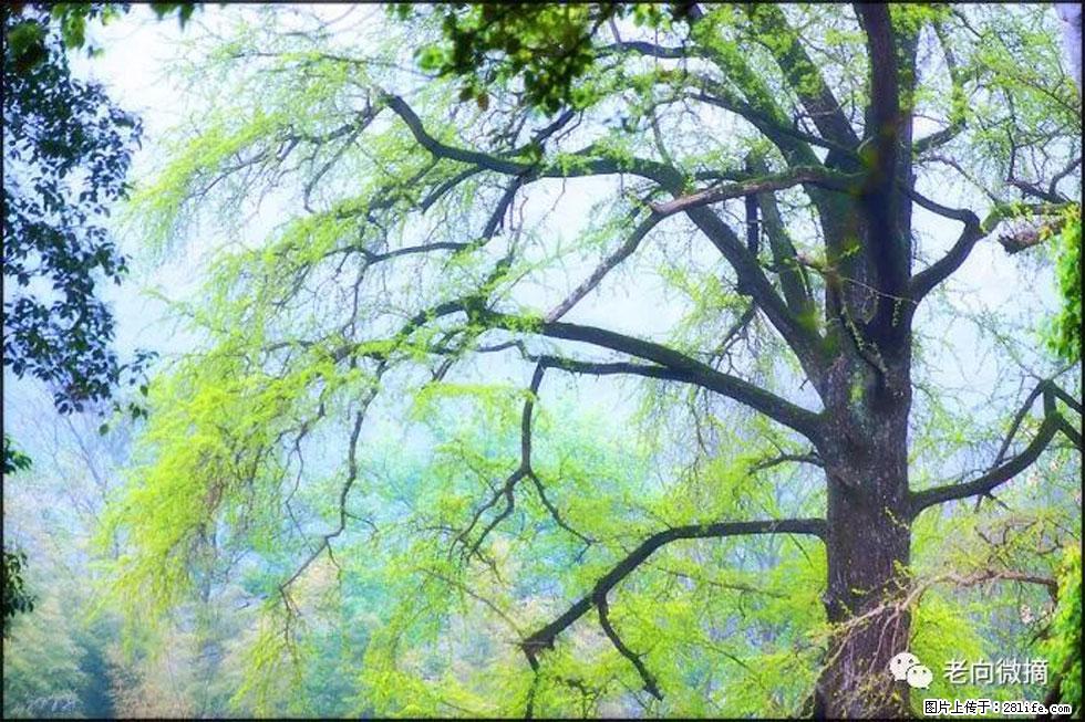 【春天,广西桂林灌阳县向您发出邀请!】在小龙村与春天约会 - 游山玩水 - 新乡生活社区 - 新乡28生活网 xx.28life.com