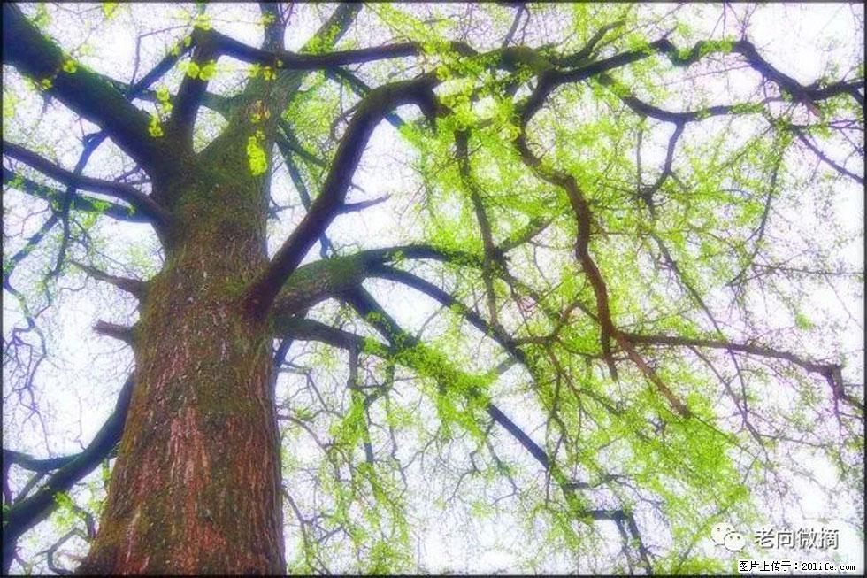 【春天,广西桂林灌阳县向您发出邀请!】在小龙村与春天约会 - 游山玩水 - 新乡生活社区 - 新乡28生活网 xx.28life.com