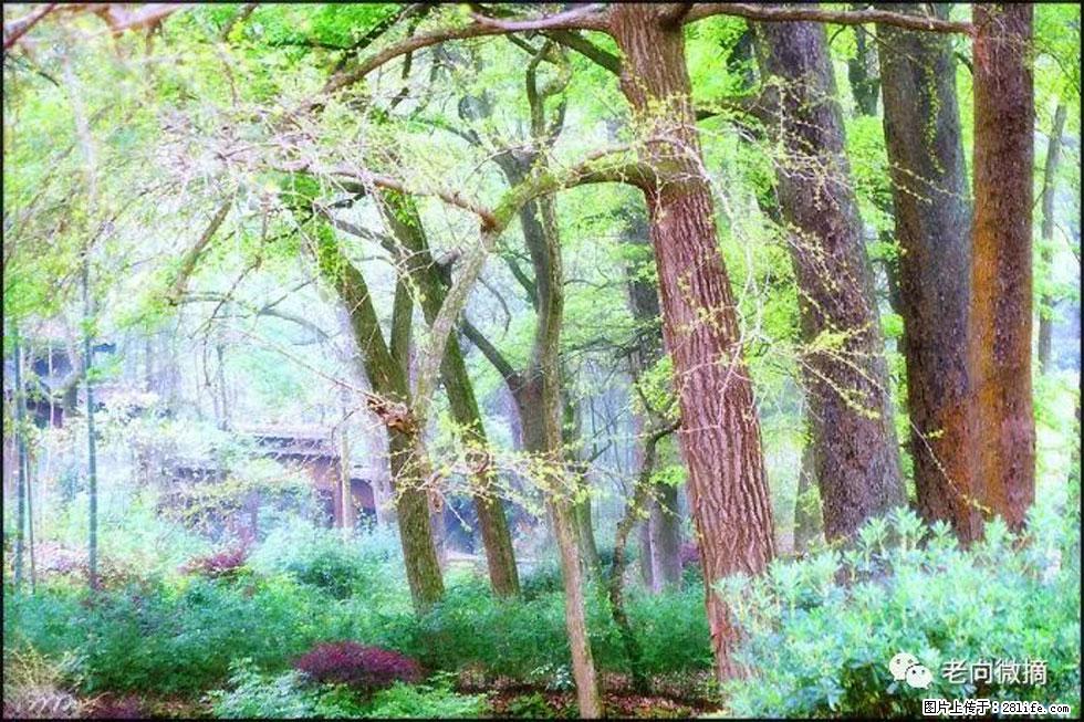 【春天,广西桂林灌阳县向您发出邀请!】在小龙村与春天约会 - 游山玩水 - 新乡生活社区 - 新乡28生活网 xx.28life.com
