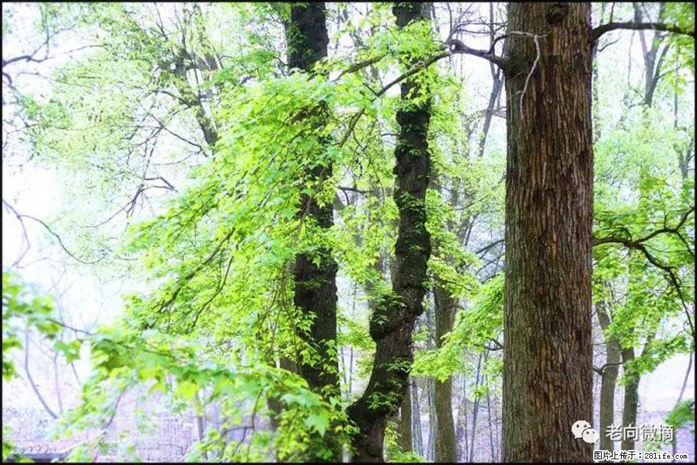 【春天,广西桂林灌阳县向您发出邀请!】在小龙村与春天约会 - 游山玩水 - 新乡生活社区 - 新乡28生活网 xx.28life.com