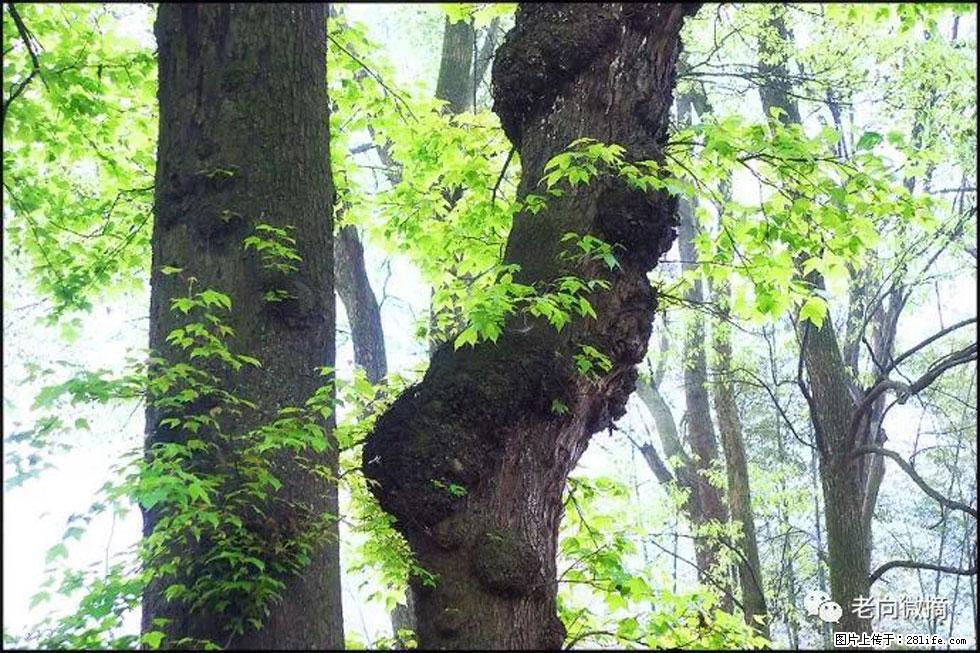 【春天,广西桂林灌阳县向您发出邀请!】在小龙村与春天约会 - 游山玩水 - 新乡生活社区 - 新乡28生活网 xx.28life.com