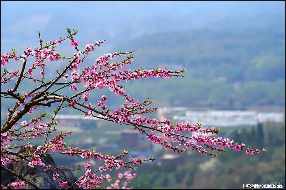 【春天,广西桂林灌阳县向您发出邀请!】望月岭上桃花开 - 游山玩水 - 新乡生活社区 - 新乡28生活网 xx.28life.com