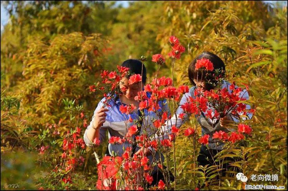 【春天，广西桂林灌阳县向您发出邀请！】登麒麟山，相约映山红 - 游山玩水 - 新乡生活社区 - 新乡28生活网 xx.28life.com