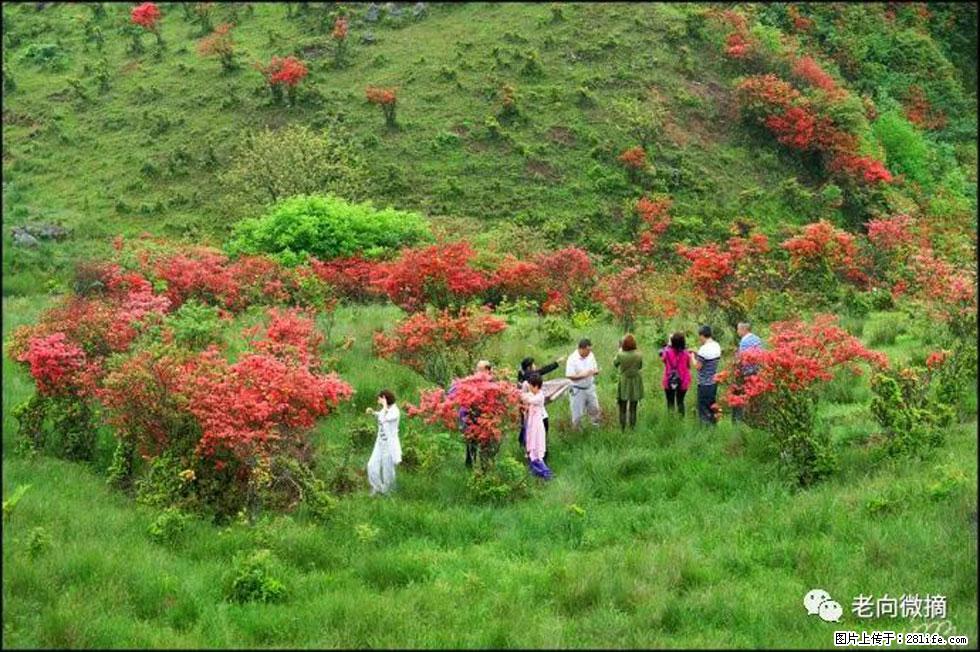 【春天,广西桂林灌阳县向您发出邀请!】宝盖山上映山红 - 游山玩水 - 新乡生活社区 - 新乡28生活网 xx.28life.com
