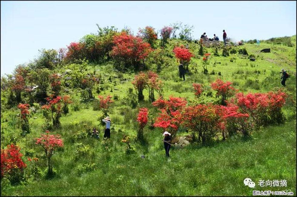 【春天,广西桂林灌阳县向您发出邀请!】宝盖山上映山红 - 游山玩水 - 新乡生活社区 - 新乡28生活网 xx.28life.com