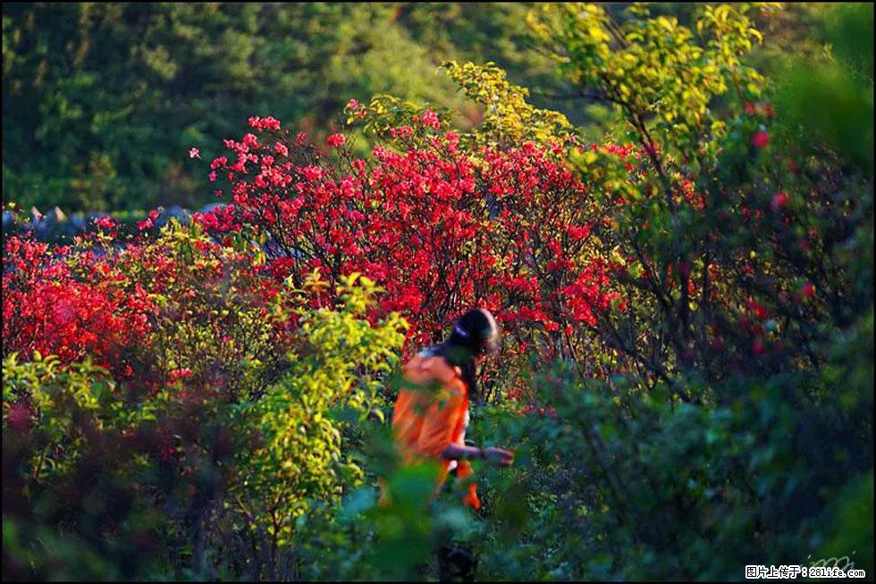 【春天,广西桂林灌阳县向您发出邀请!】春木界上映山红 - 游山玩水 - 新乡生活社区 - 新乡28生活网 xx.28life.com