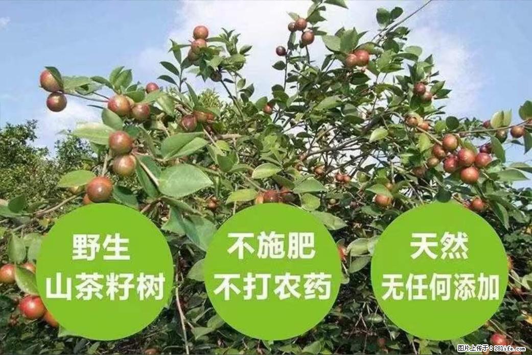 【灌阳县油茶产业示范区】一个有着充实的精神生活的人,对待身外之物自会有一种淡泊的态度 - 美食天地 - 新乡生活社区 - 新乡28生活网 xx.28life.com