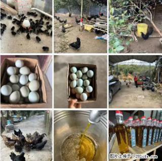 油茶园从小鸡仔开始养起的纯土鸡、土鸡蛋可以预定啦!还有前几天刚榨的纯山茶油哦 - 新乡28生活网 xx.28life.com