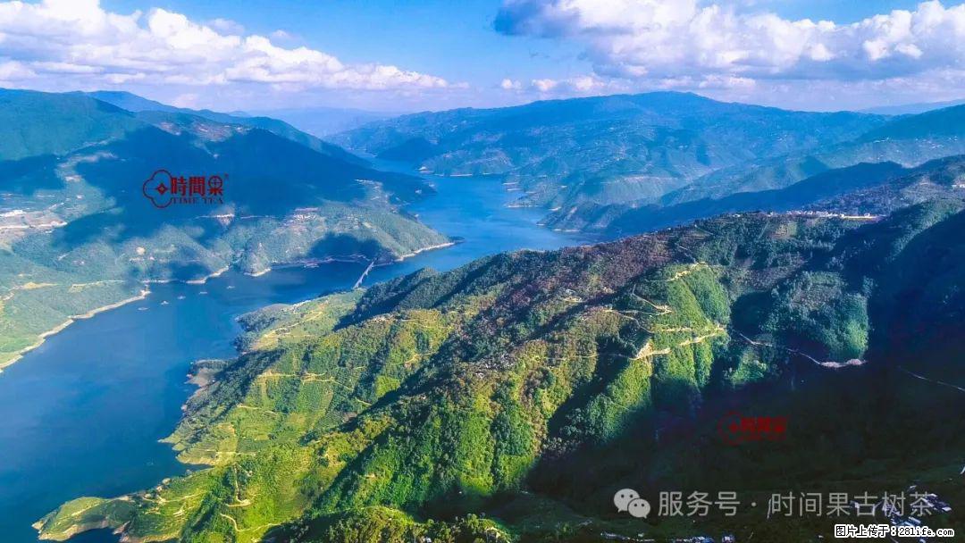 时间果百年古树龙珠普洱生茶 - 购物交流 - 新乡生活社区 - 新乡28生活网 xx.28life.com