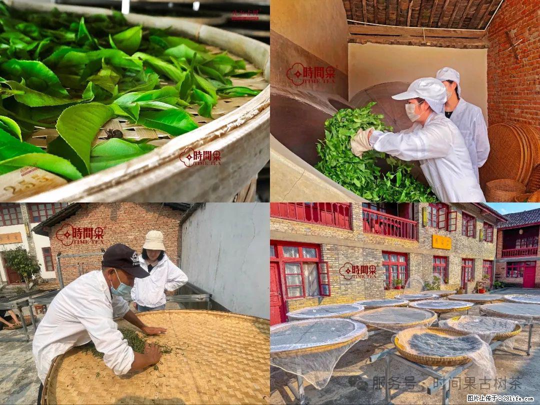 时间果百年古树龙珠普洱生茶 - 购物交流 - 新乡生活社区 - 新乡28生活网 xx.28life.com