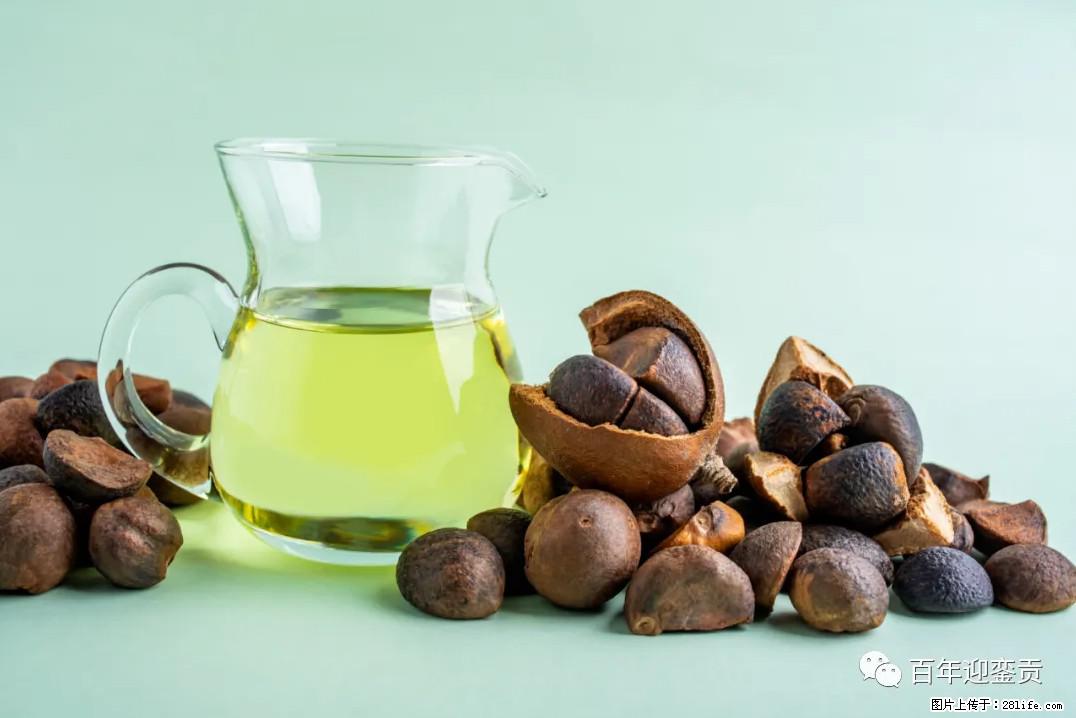 世界没有真相,只有认知,最好的食用油是中国的山茶油! - 新乡生活资讯 - 新乡28生活网 xx.28life.com