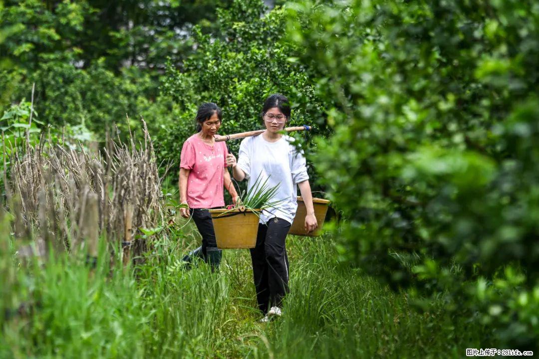 全网追的“扁担女孩”,找了一份暑假工,时薪12元 - 新乡生活资讯 - 新乡28生活网 xx.28life.com