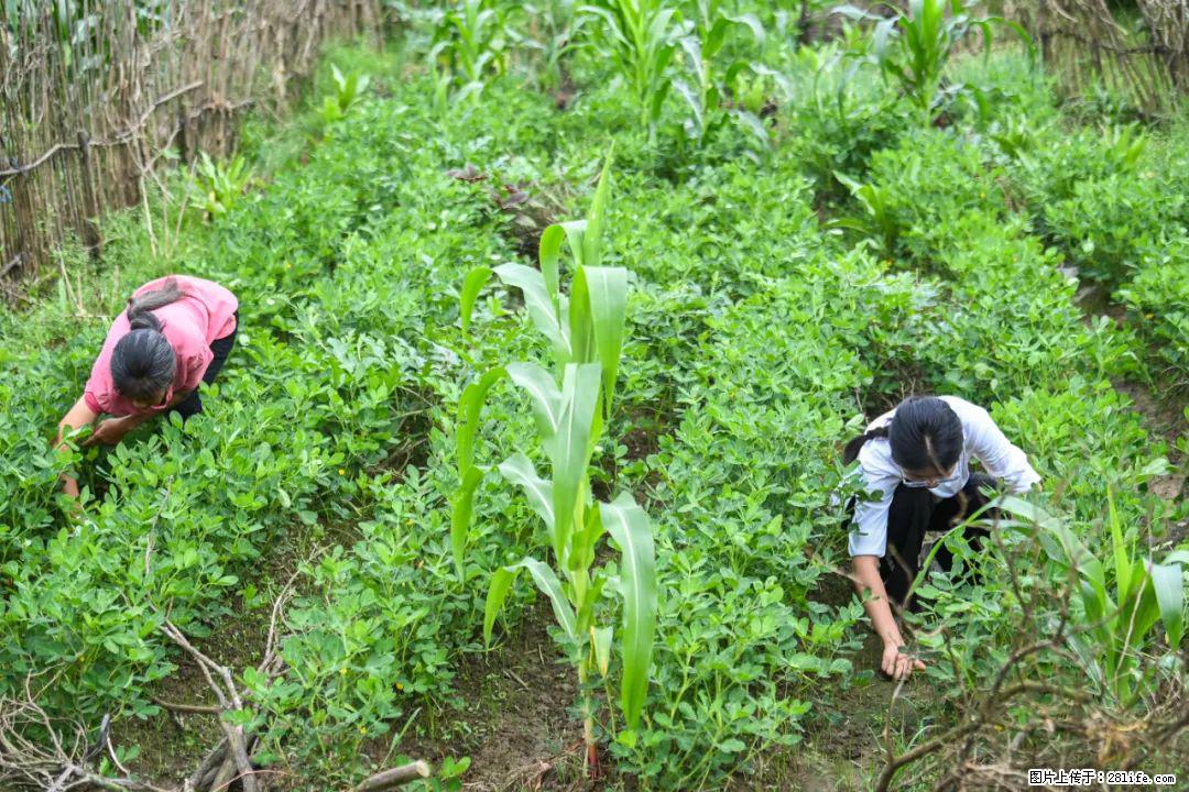 全网追的“扁担女孩”,找了一份暑假工,时薪12元 - 新乡生活资讯 - 新乡28生活网 xx.28life.com