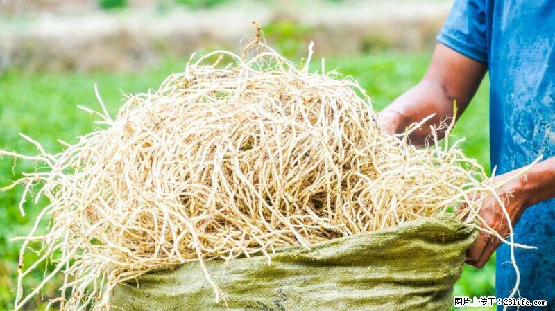 堪称“最难吃”的蔬菜,却是 “抗辐射神器”,还能护肺、清热、止咳化痰! - 新乡生活资讯 - 新乡28生活网 xx.28life.com