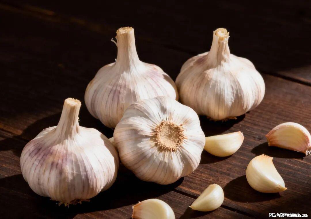 关于大蒜,除了“天然抗生素”,这4个谣言更该警惕! - 新乡生活资讯 - 新乡28生活网 xx.28life.com